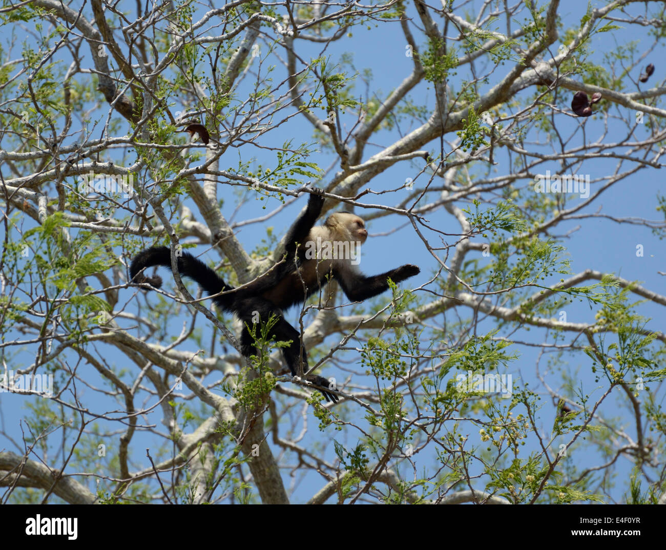 Di fronte bianco-scimmia cappuccino, Cebus capucinus, Guanacaste in Costa Rica nella struttura ad albero, Santa Rosa e il Parco Nazionale di Guanacaste in Costa Rica Foto Stock