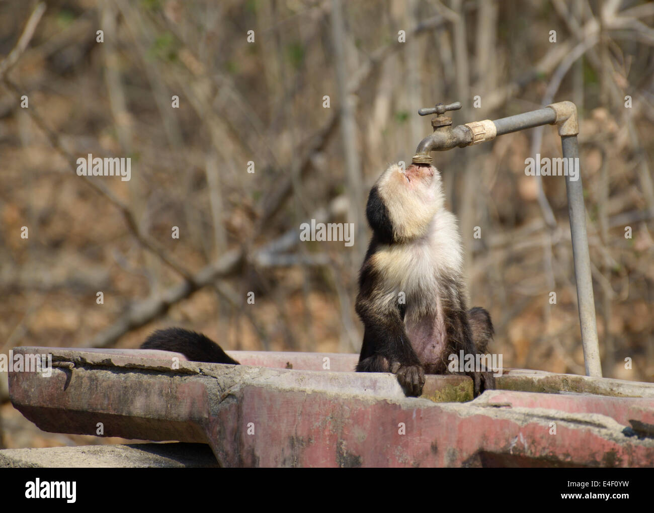 Di fronte bianco-scimmia cappuccino, Cebus capucinus, Guanacaste in Costa Rica, bevendo un campeggio rubinetto di acqua Foto Stock