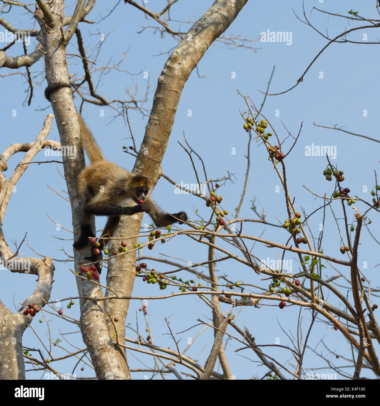 America centrale Spider Monkey, Ateles geoffroyi, mangiando frutta, Santa Rosa e il Parco Nazionale di Guanacaste Foto Stock