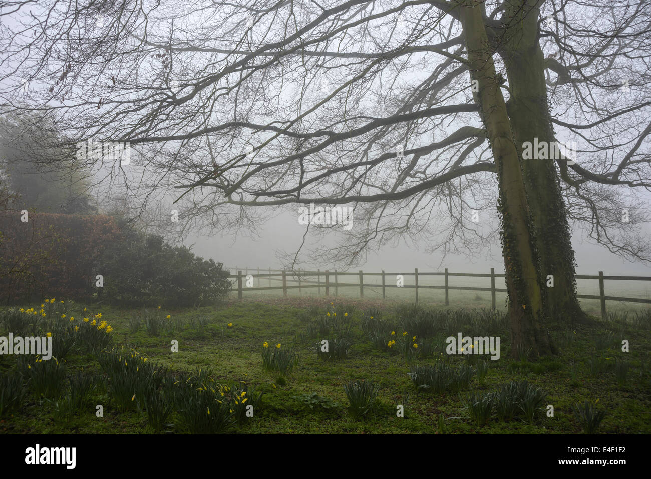 Una nebbiosa mattina di primavera in Longworth, Oxfordshire, Inghilterra Foto Stock