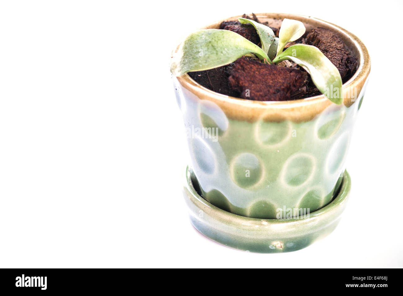 Germoglio verde in ceramica pentola impianto isolato su sfondo bianco Foto Stock