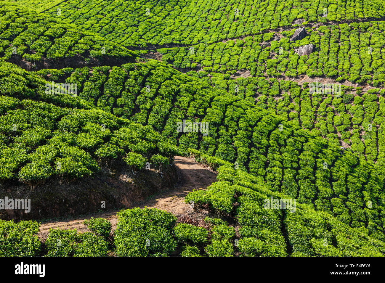 Il Kerala India travel sfondo verde - piantagioni di tè in Munnar Kerala, India - attrazione turistica Foto Stock