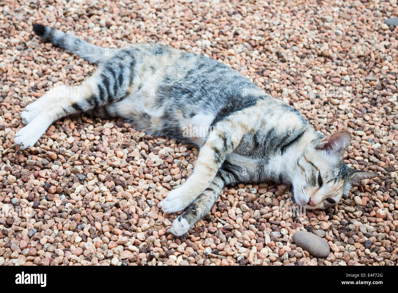 Cat recante sulla ghiaia marrone sul terreno all'interno della casa Foto Stock