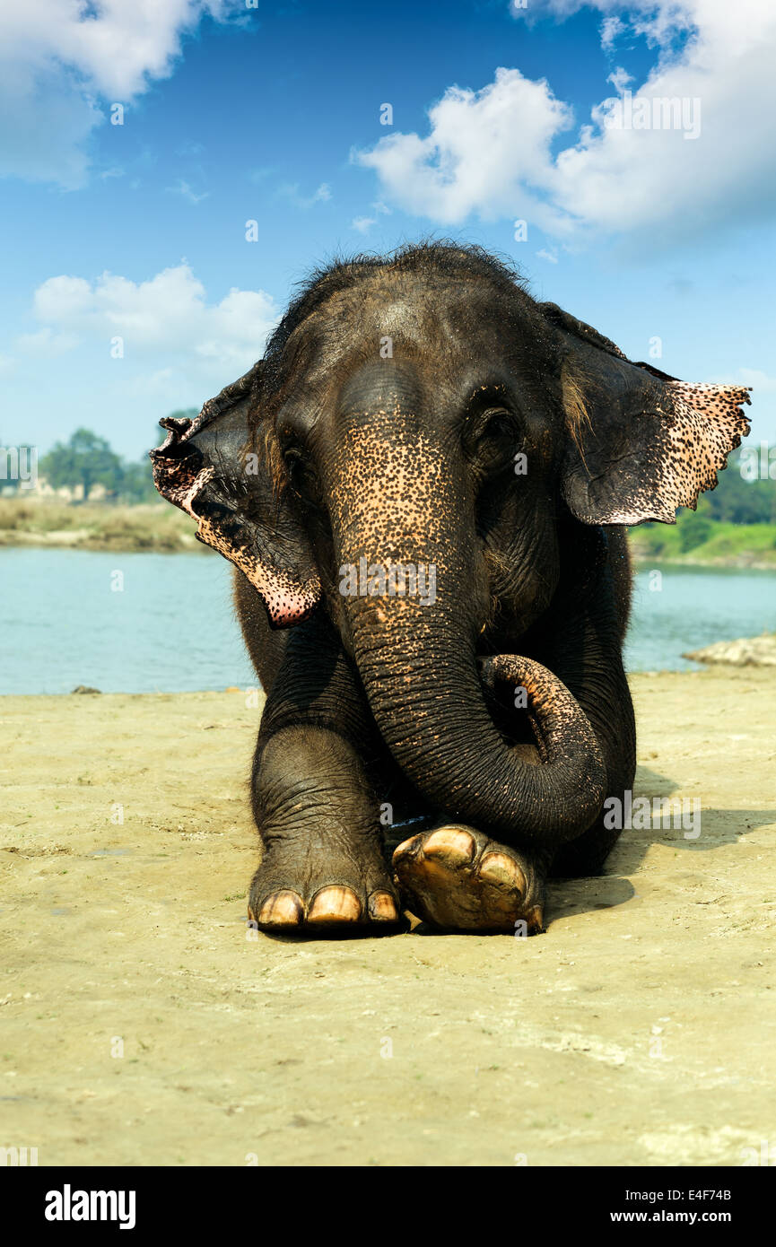 Asiatico elefante umido giacente sul lungofiume di Chitwan il parco nazionale Nepal Foto Stock
