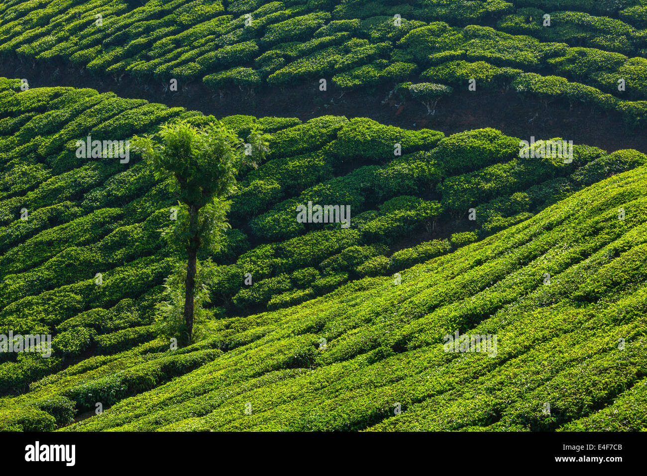 Il Kerala India travel background - albero verde in piantagioni di tè in Munnar Kerala, India - attrazione turistica Foto Stock