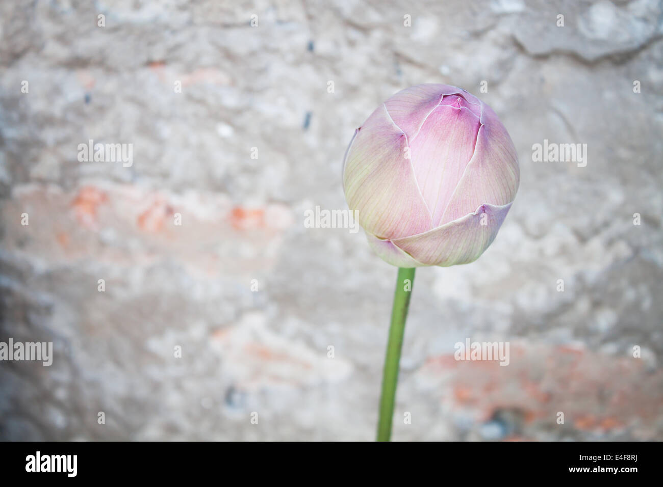Pink lotus bud con sfondo vintage Foto Stock