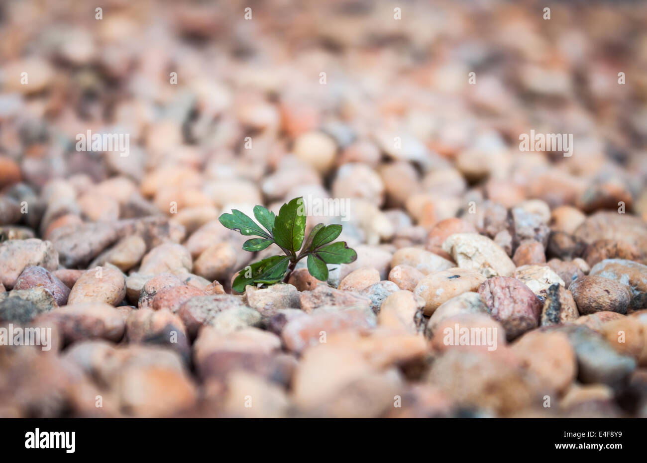 Impianto sulla ghiaia marrone nel giardino di casa Foto Stock