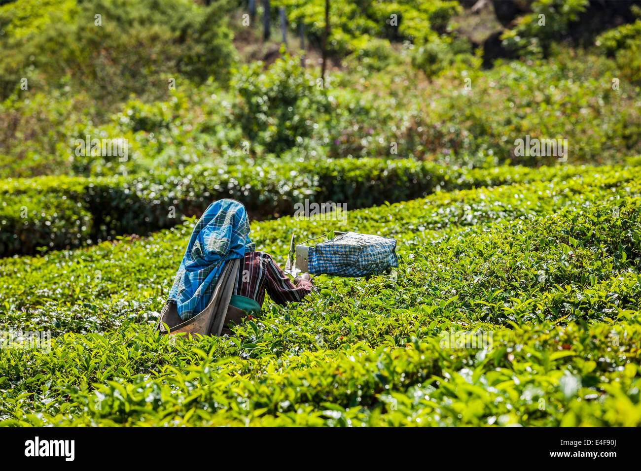 Unidentified donna Indiana che raccoglie le foglie di tè presso la piantagione di tè a Munnar. Solo le foglie più in alto vengono raccolte e i lavoratori Foto Stock