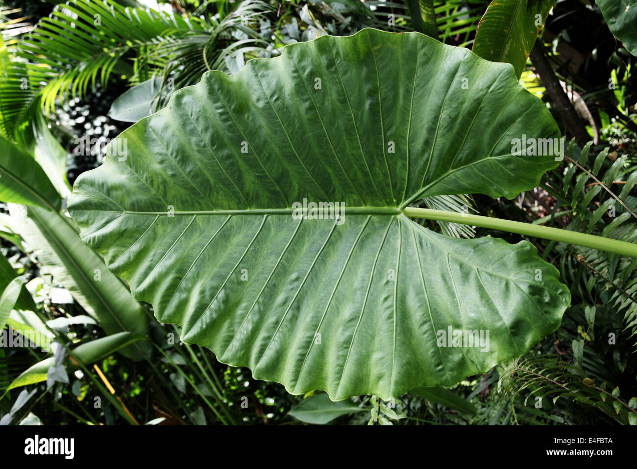 Si tratta di una foto di un ampio e verde foglia di una pianta esotica in un clima tropicale di Hong Kong in Asia Foto Stock