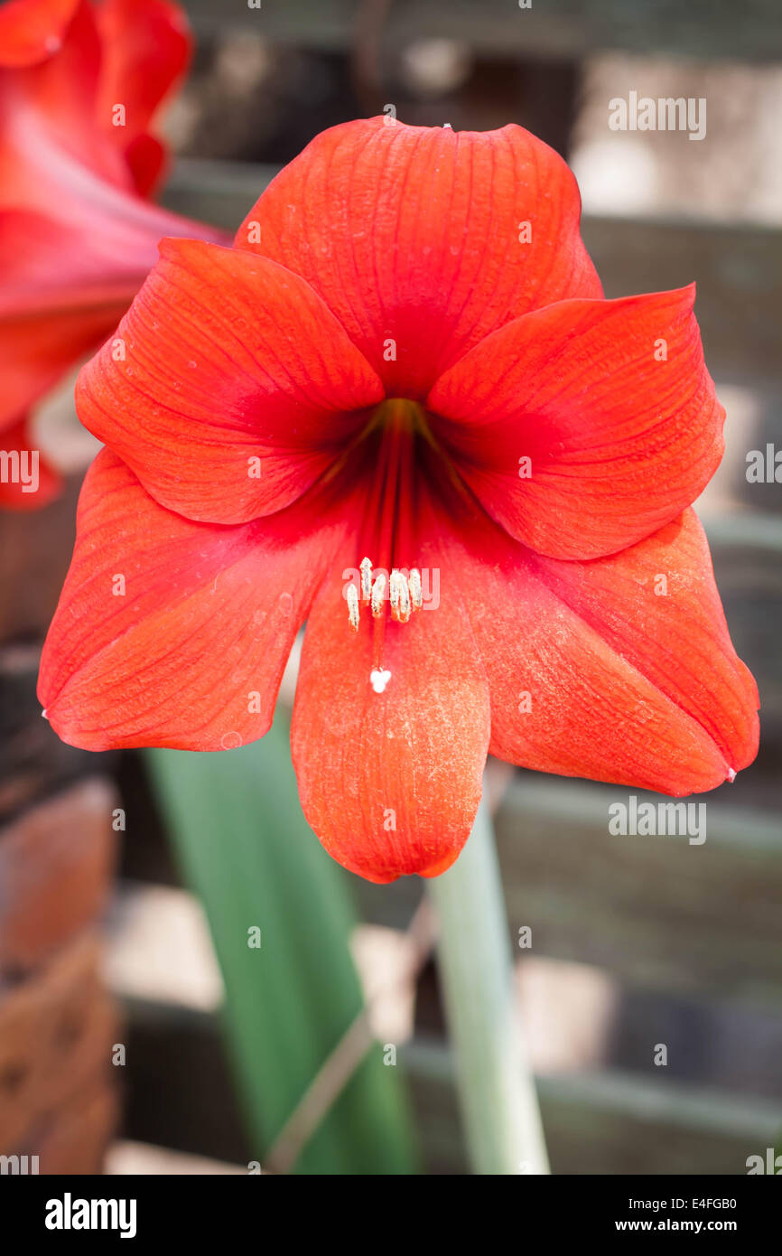Amaryllis fiore rosso con giardino di casa sullo sfondo Foto Stock