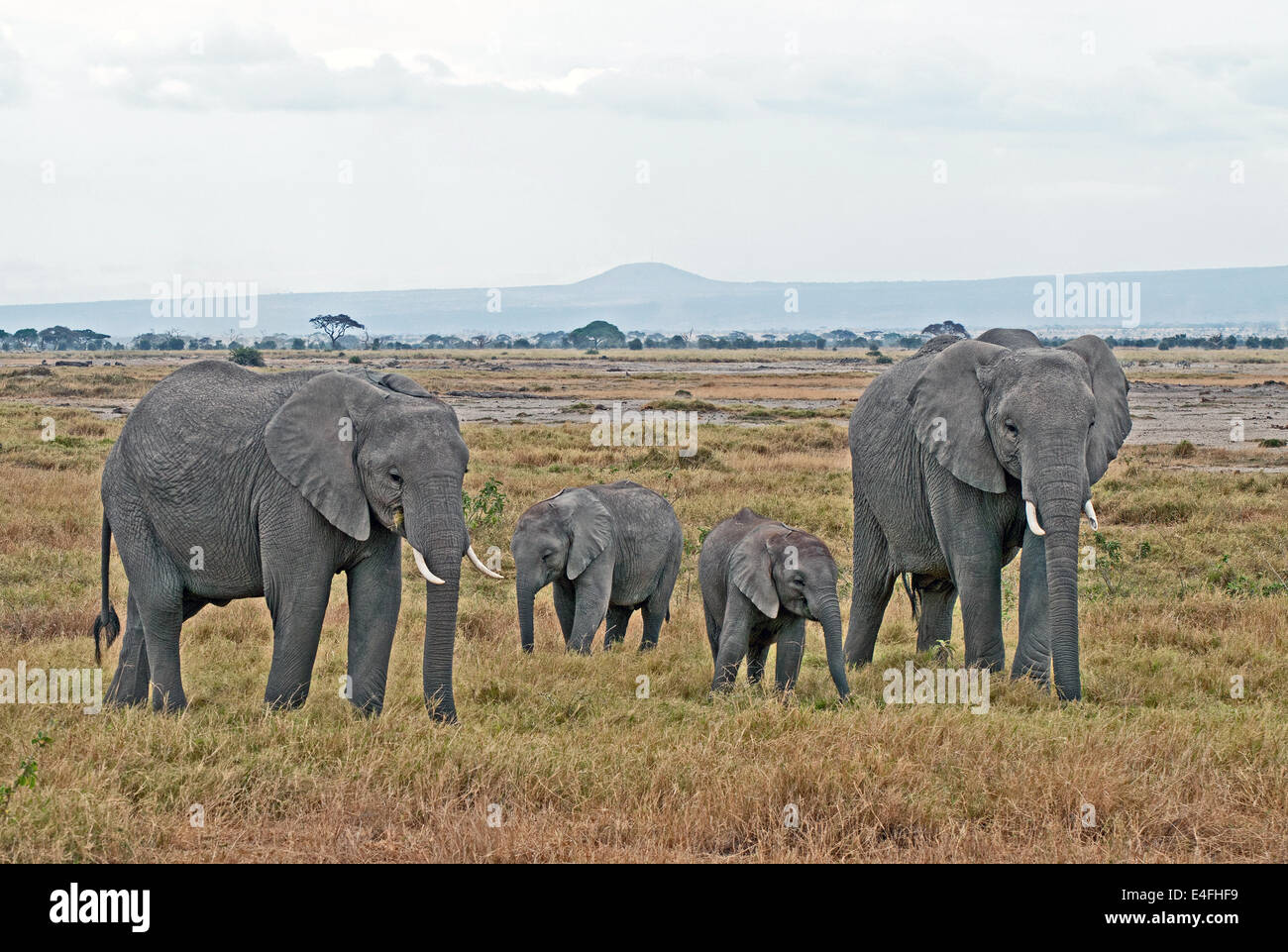 Due donne gli elefanti africani con due bimbi parte del gruppo familiare del Parco Nazionale Amboseli Kenya Africa Orientale elefante femmina BABI Foto Stock