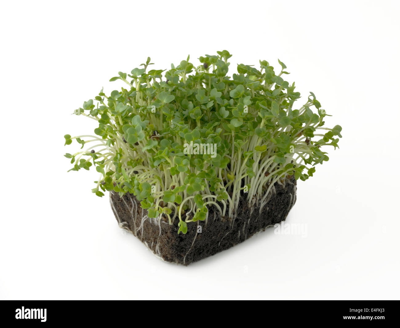 crescione Foto Stock