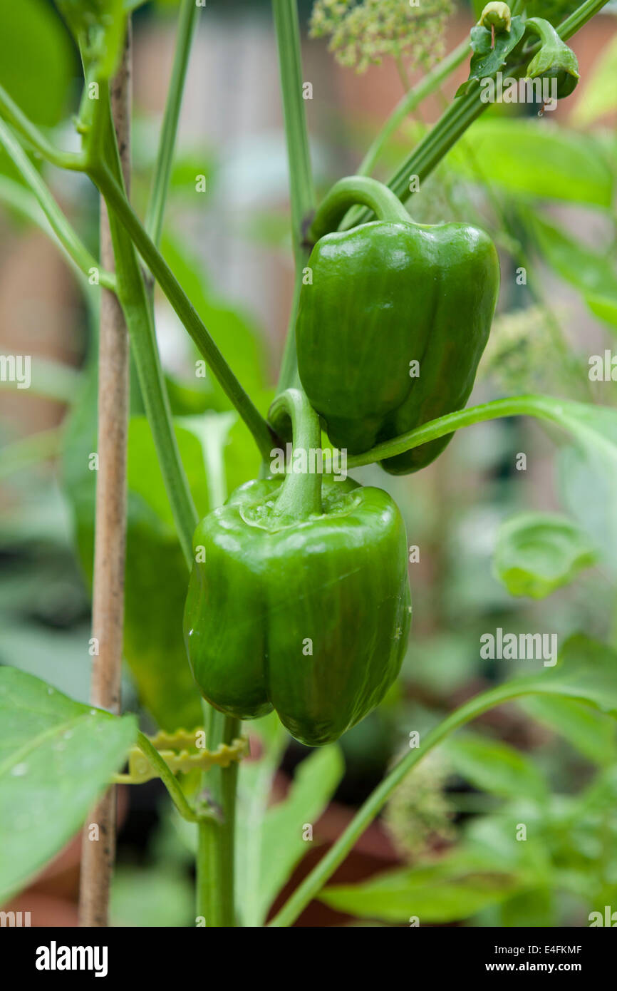 Sweet Pepper F1 Celica (Capsicum annuum var. annuum) cresce in una serra. Foto Stock