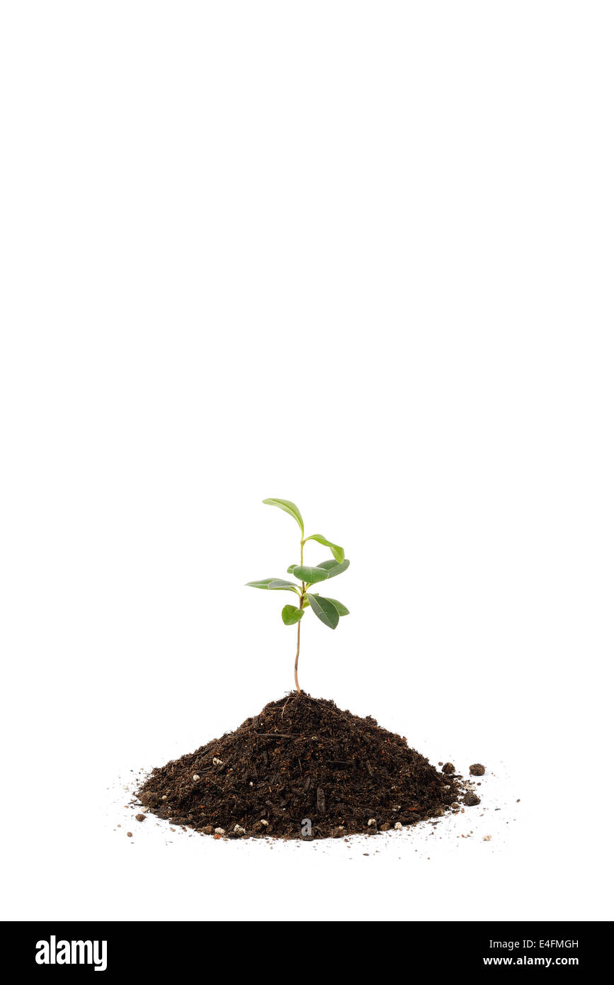 Giovani Pittosporum tobira e piccolo mucchio di suolo per repotting, isolato su sfondo bianco Foto Stock