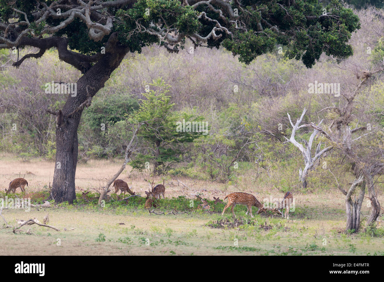 Una mandria di cervi maculato sotto l'ombra di un grande albero. Due di loro sono in lotta. Foto Stock