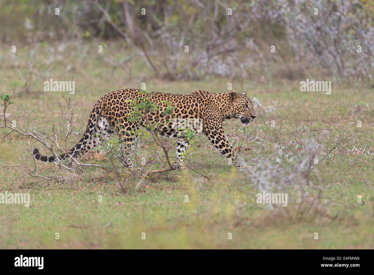 Leopardo dello Sri Lanka nel suo ambiente a Yala National Park Foto Stock