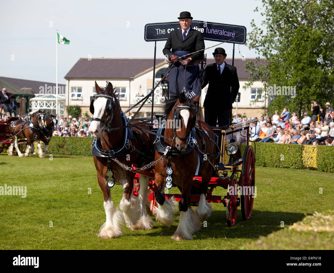 Harrogate, North Yorkshire, Regno Unito. 9 Luglio, 2014. Un nuovo concorrente nella sezione coppie di cavalli pesanti affluenza visualizzazione nella principale arena presso il grande spettacolo dello Yorkshire il 9 luglio 2014 a Harrogate nel North Yorkshire, Inghilterra. Questo concorrente è il co-operativa cura funebre cavallo Clydesdale voce. Credito: AC Immagini/Alamy Live News Foto Stock