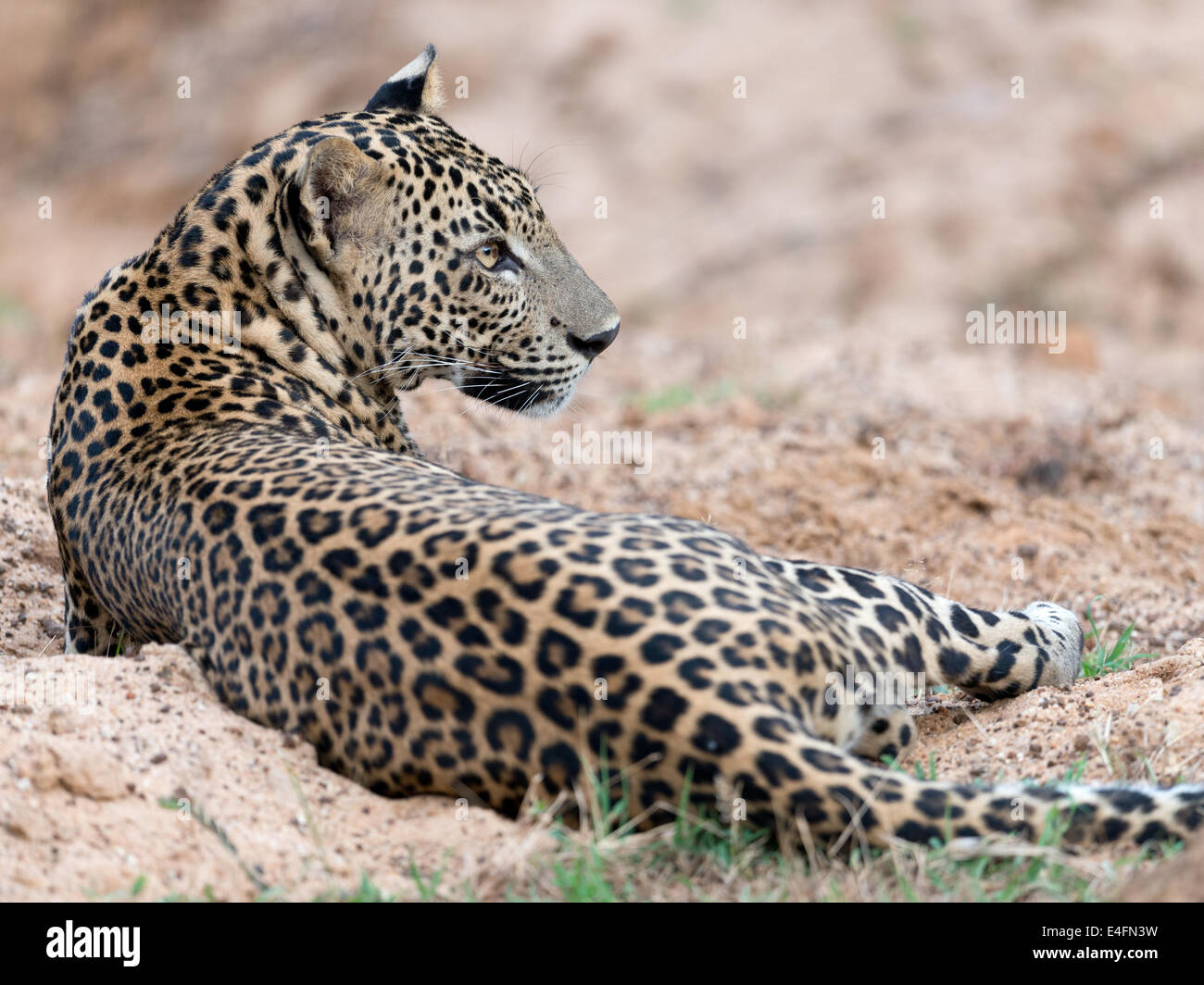 Leopardo dello Sri Lanka a Yala National Park nello Sri Lanka Foto Stock