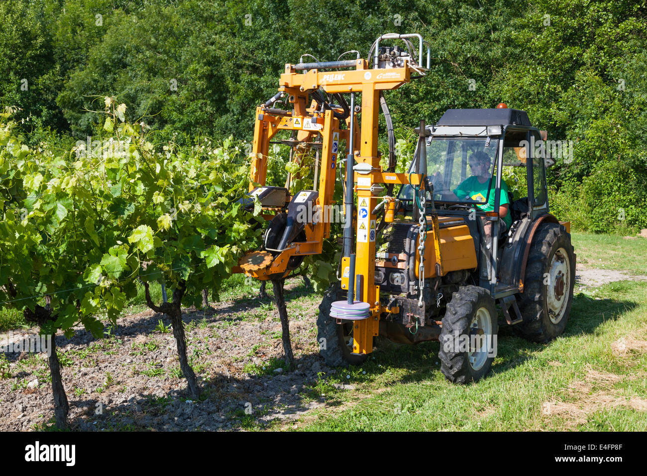 Sollevamento del trattore rami di filari di vigne con cavo di sollevamento. Foto Stock
