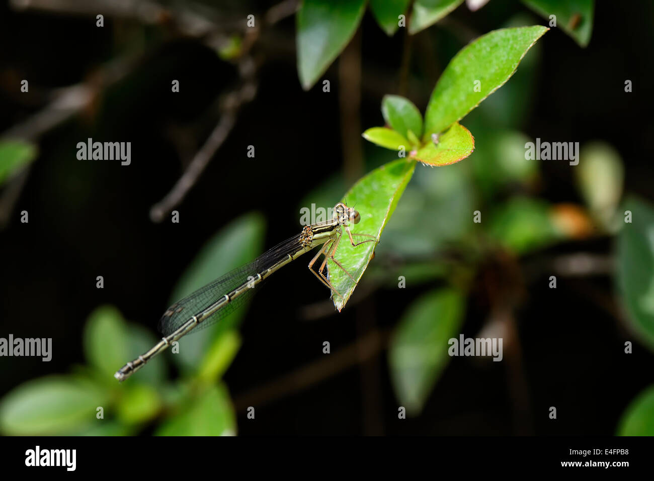 Primo piano della fanciulla volare su una foglia verde Foto Stock