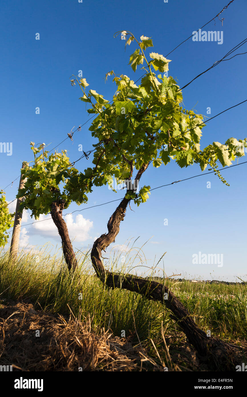 Drammatica vista del vitigno in giugno contro il cielo blu. Foto Stock