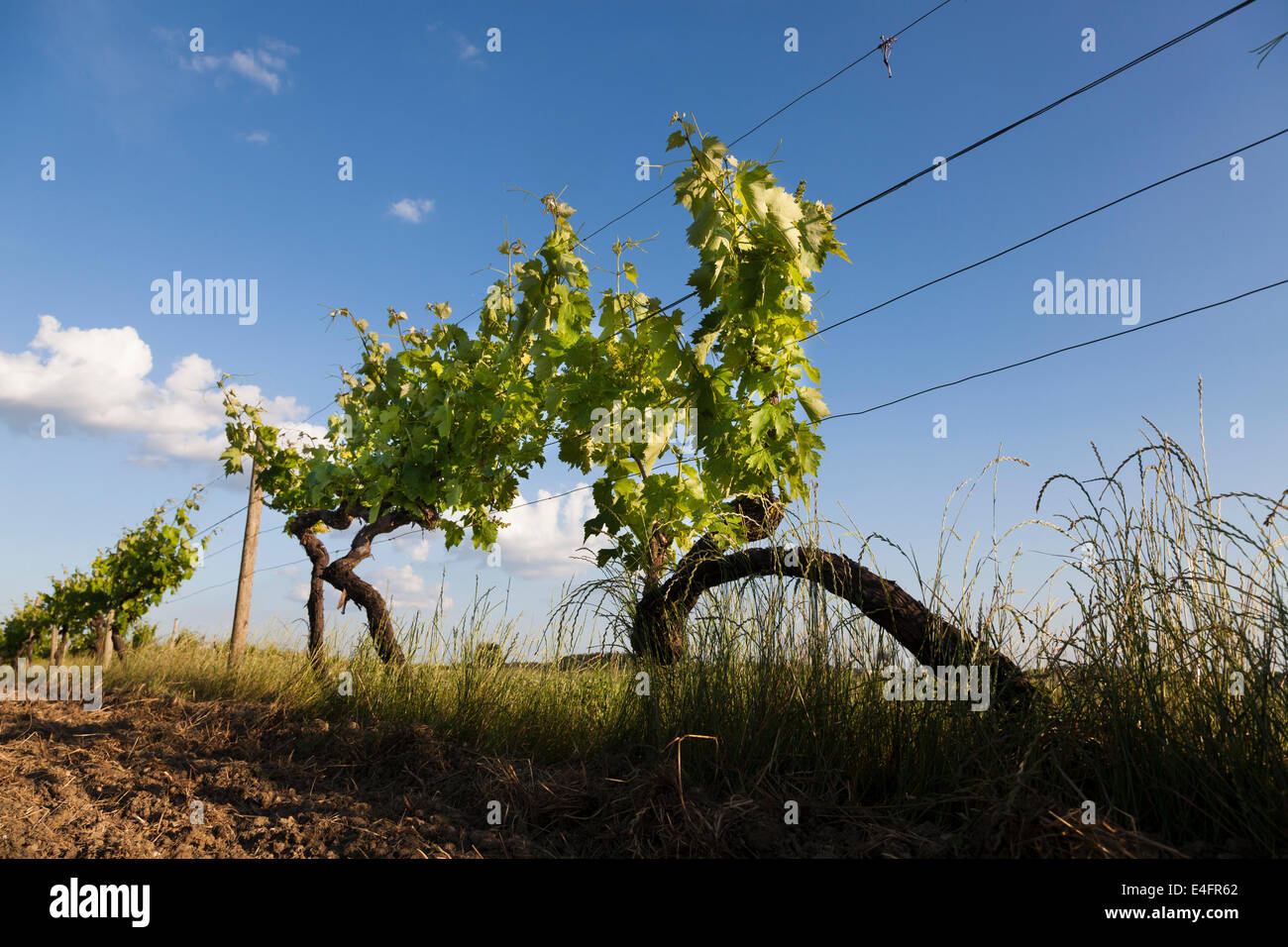 Drammatica a basso angolo di visione del vitigno in giugno contro il cielo blu. Foto Stock
