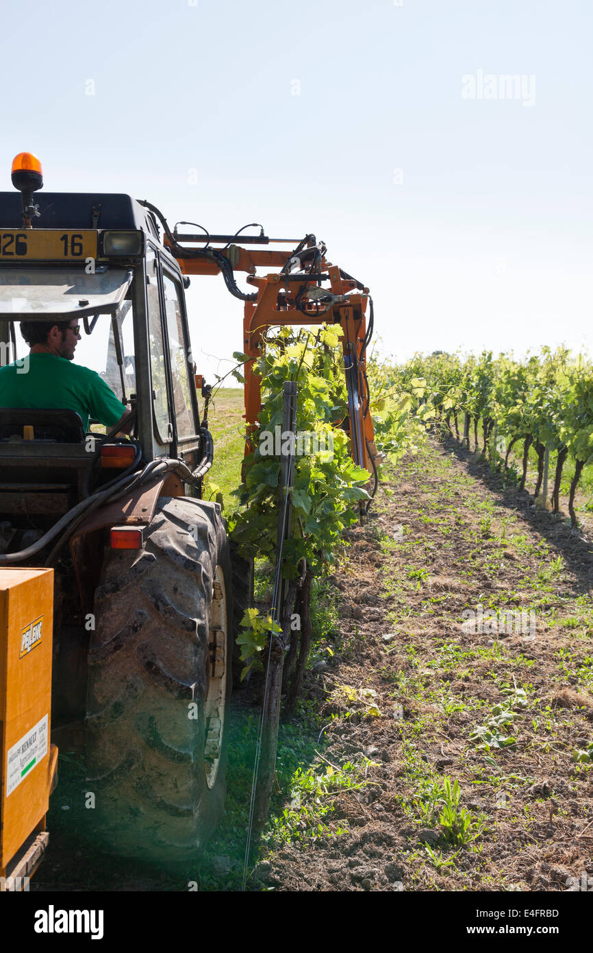 Sollevamento del trattore rami di filari di vigne con cavo di sollevamento. Foto Stock