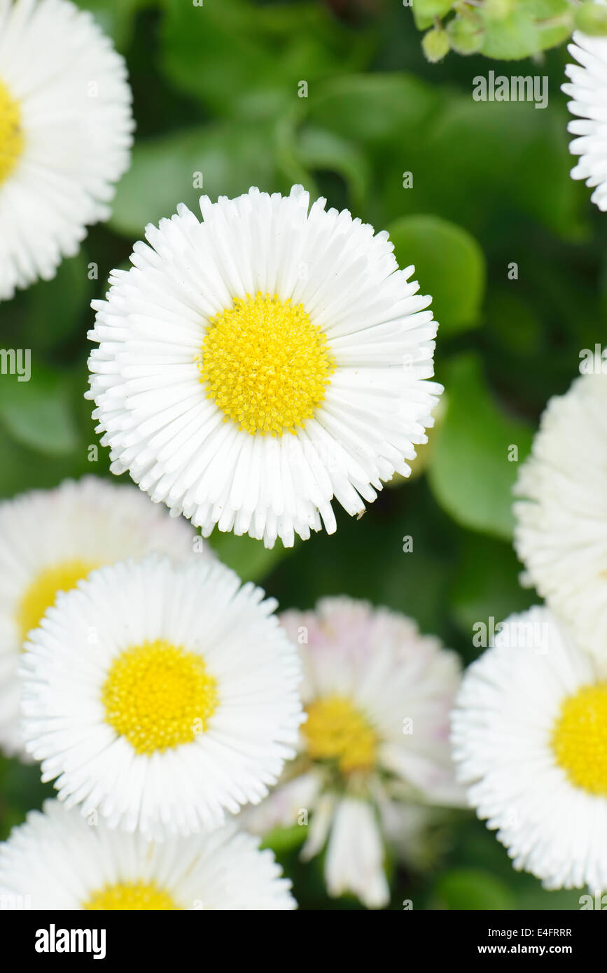 Primo piano di fiori bianchi nella soleggiata giornata di primavera Foto Stock