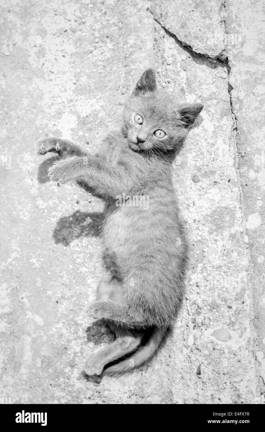 Carine Russo gattino blu rotolamento sul terreno. Bianco e nero tasto hi fotografia Foto Stock
