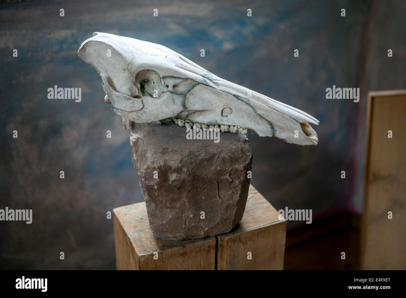 Ancora in vita con il cranio di un cinghiale, come un totem Foto Stock