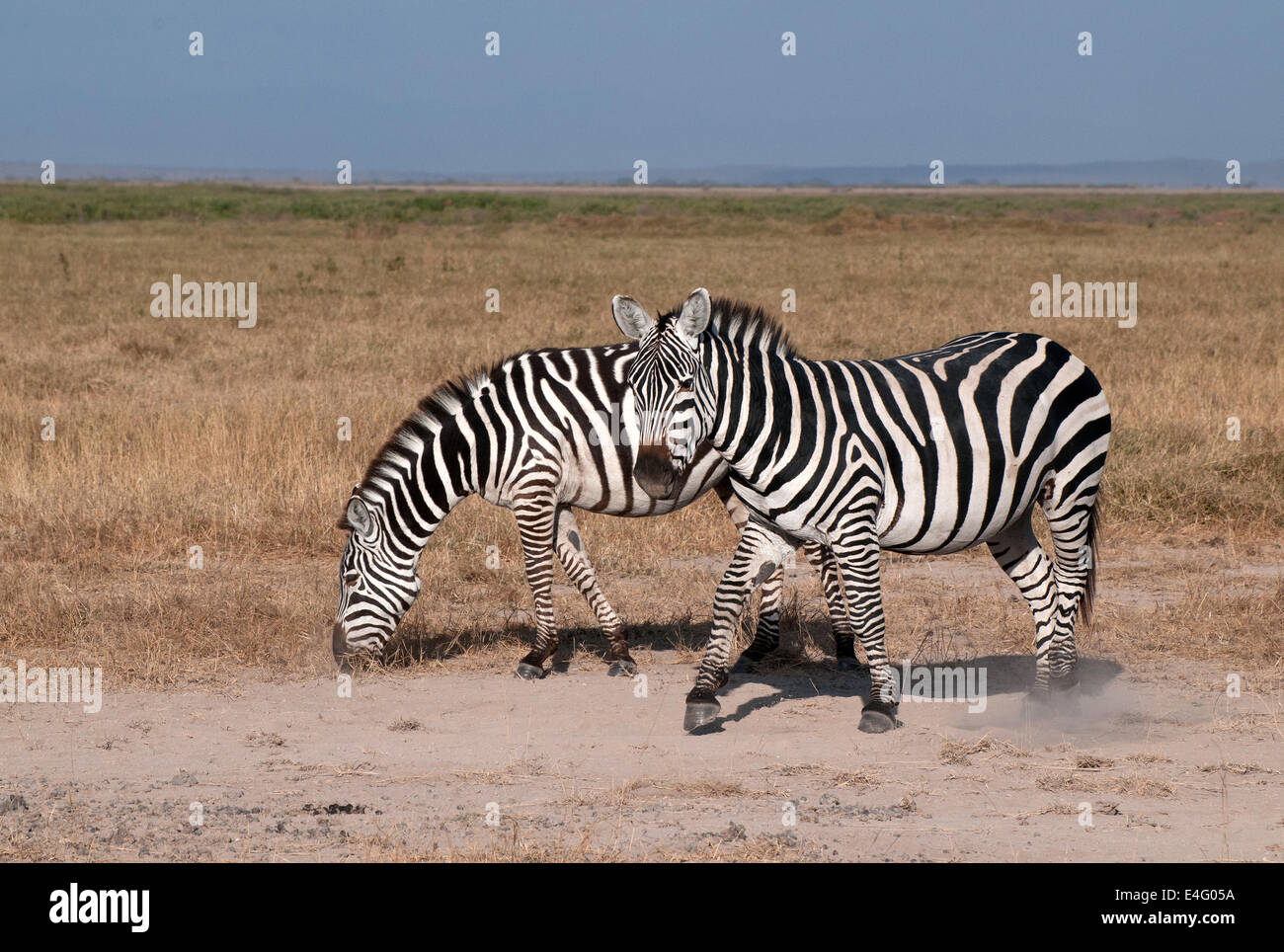 Due comuni zebre in Amboseli National Park in Kenya Africa Orientale due comuni ZEBRA ZEBRE AMBOSELI KENYA Foto Stock