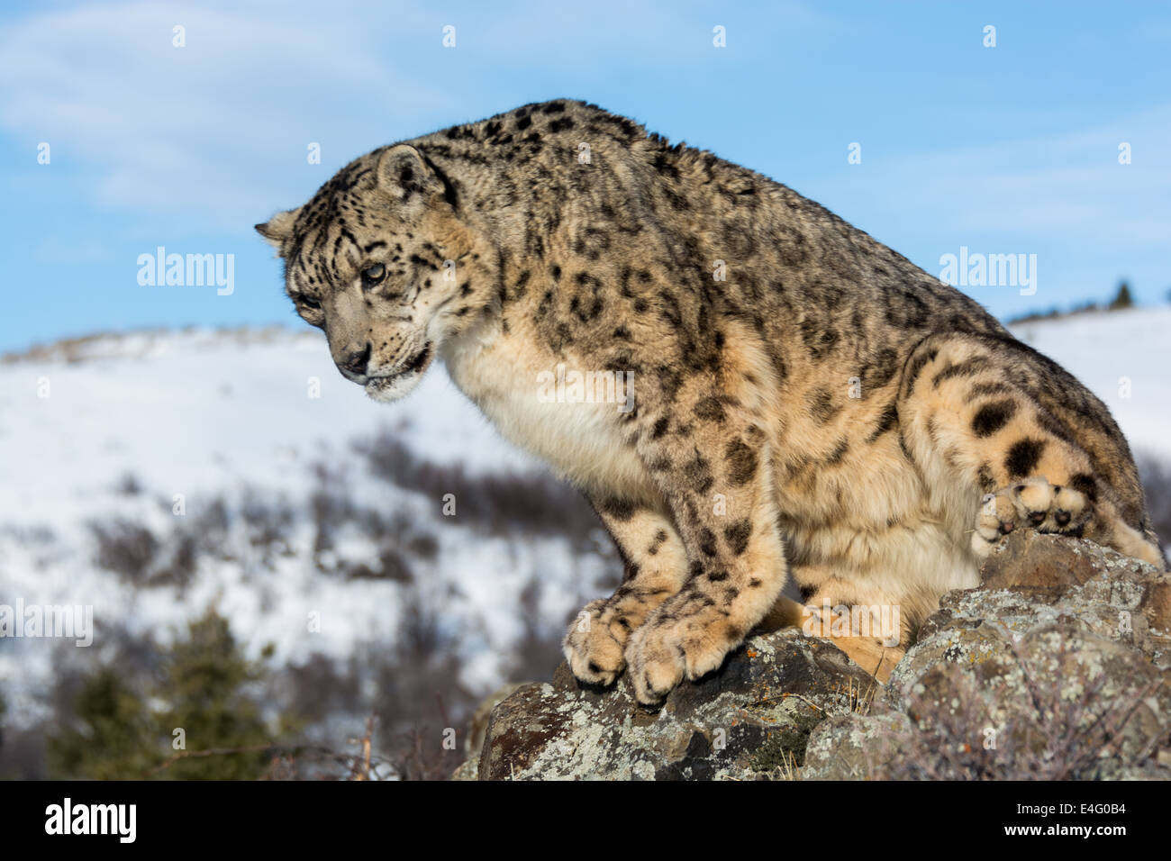 Snow Leopard (Panthera uncia o Uncia uncia), Bozeman, Montana, USA Foto Stock