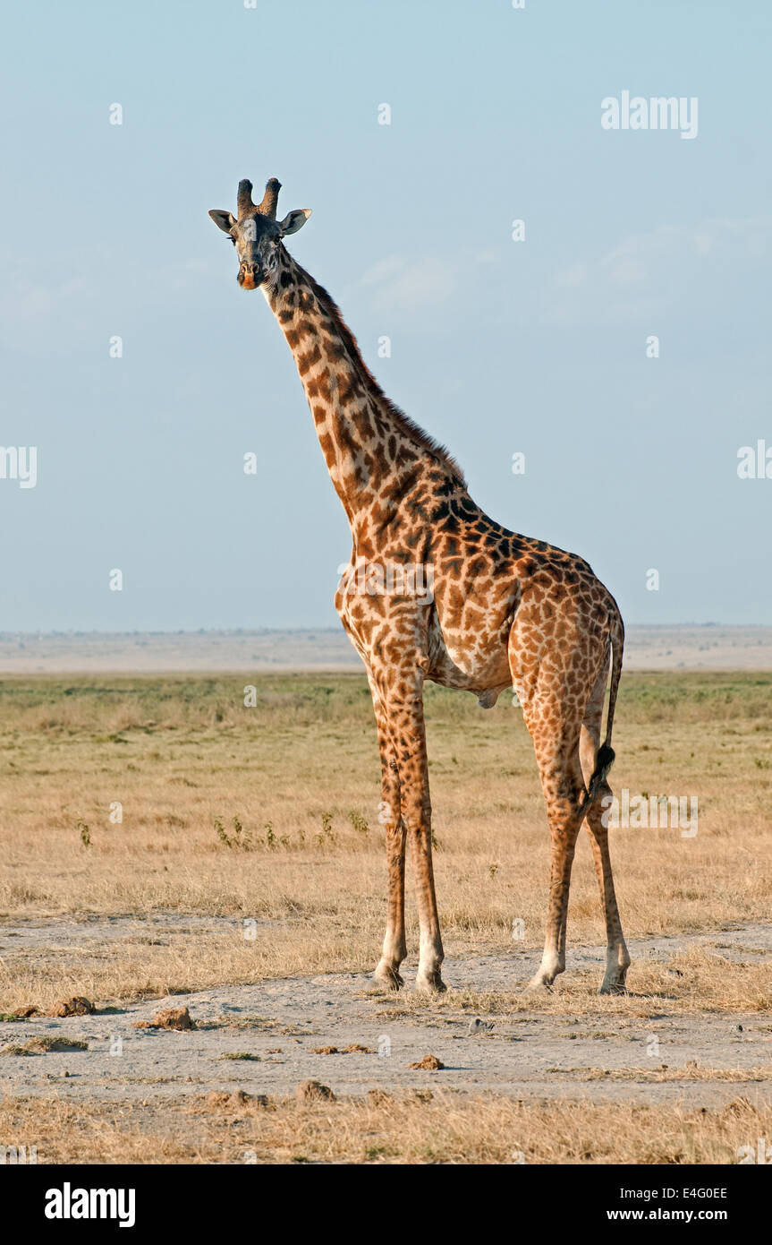 Maschio o comune Masai Giraffe in Amboseli National Park in Kenya Africa Orientale maschio giraffa comune AMBOSELI KENYA Foto Stock