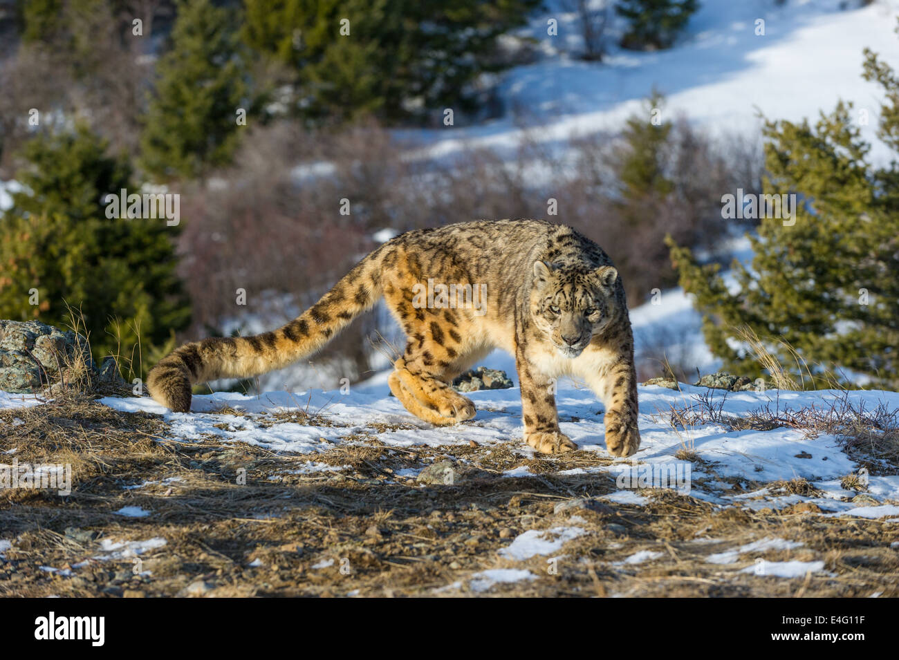 Snow Leopard (Panthera uncia o Uncia uncia), Bozeman, Montana, USA Foto Stock