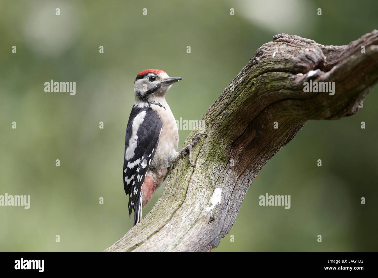 Picchio rosso maggiore, Dendrocopos major, capretti con la corona rossa, REGNO UNITO Foto Stock