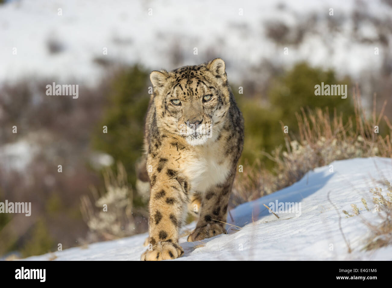 Snow Leopard (Panthera uncia o Uncia uncia), Bozeman, Montana, USA Foto Stock