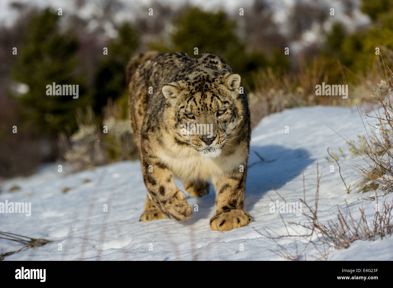 Snow Leopard (Panthera uncia o Uncia uncia), Bozeman, Montana, USA Foto Stock