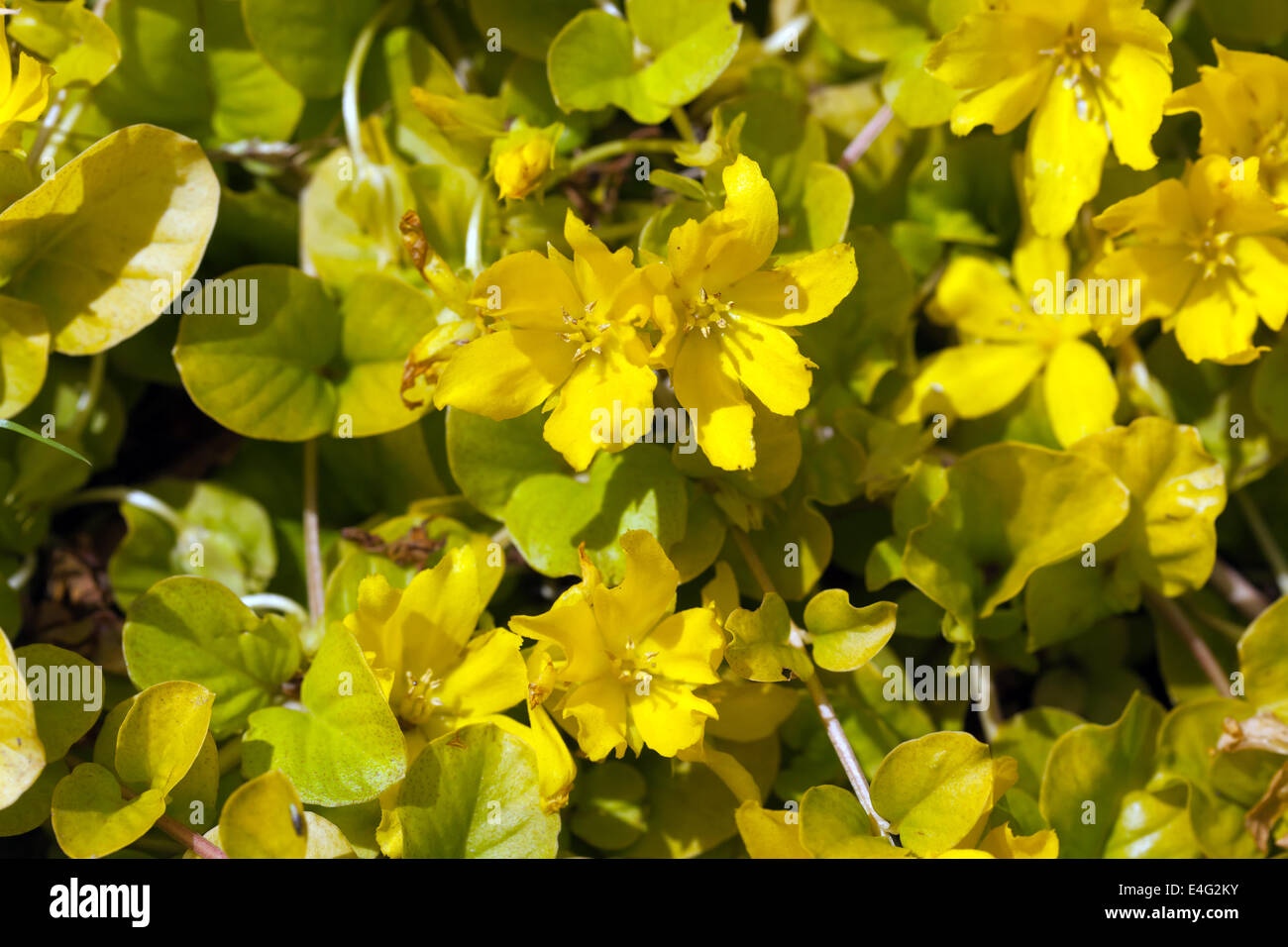 Immagine di Creaping Jenny (Lysimachia nummularia 'aurea' ) Foto Stock