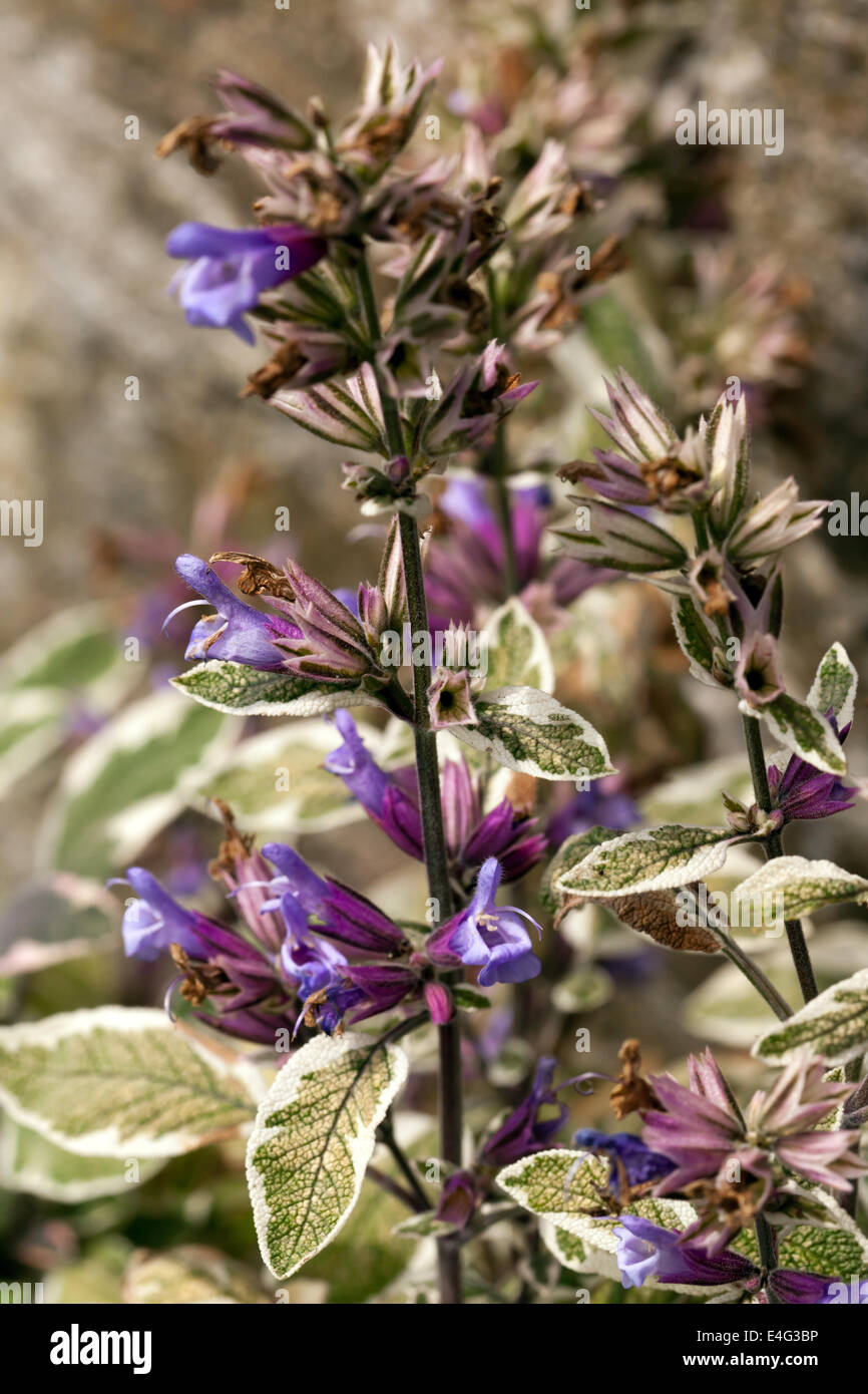 Immagine della variegata di salvia (Salvia officinalis Icterina "') Foto Stock
