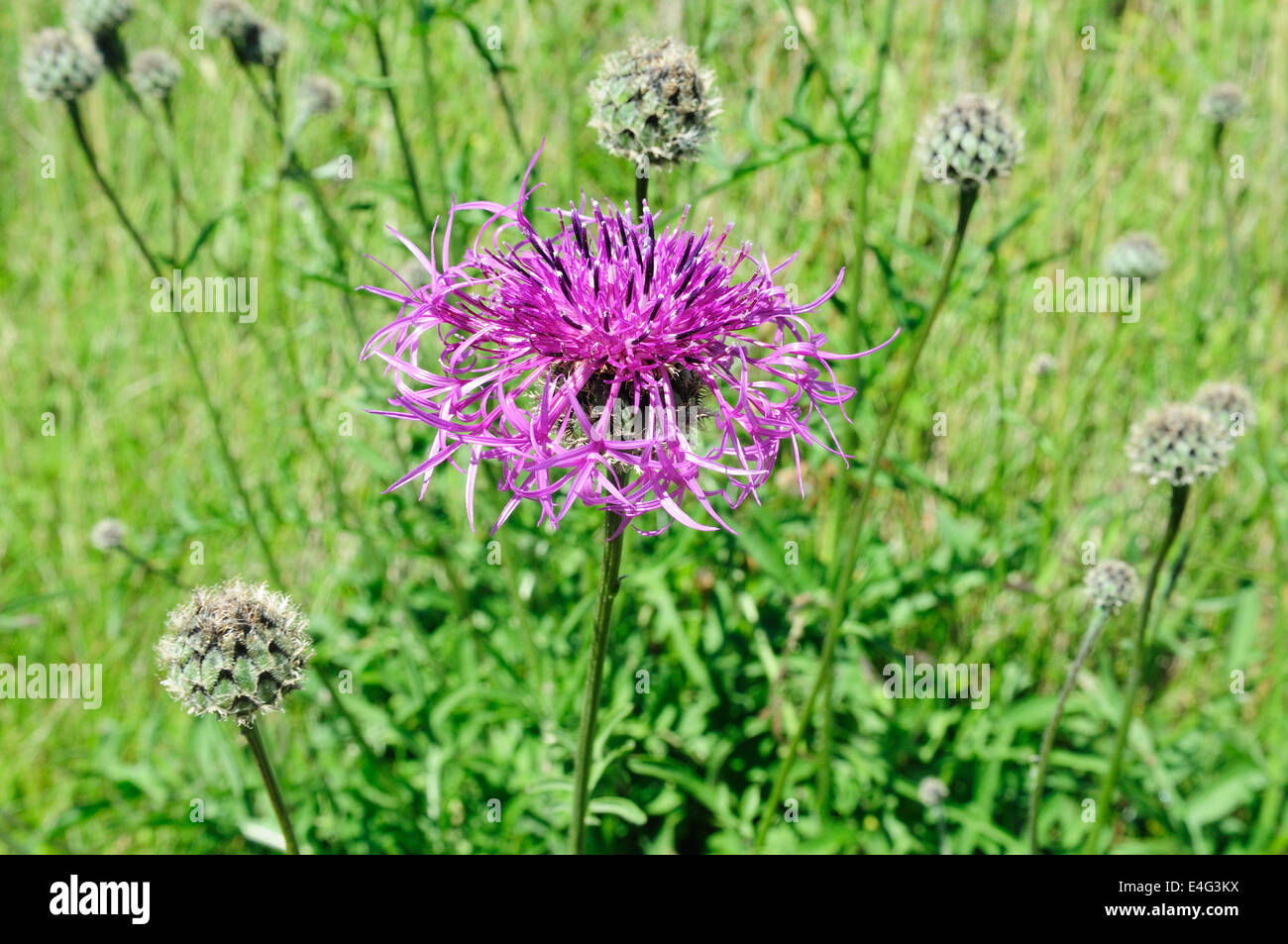 Maggiore Fiordaliso Centaurea scabiosa cresce su Il Pembrokeshire Coast path Foto Stock