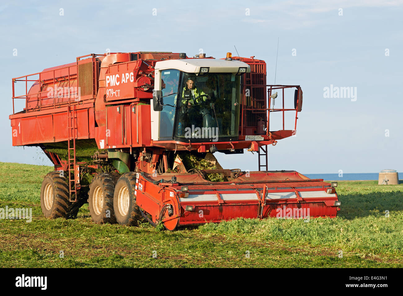 PCM 979-CT semovente trincia pisello, UK. Foto Stock