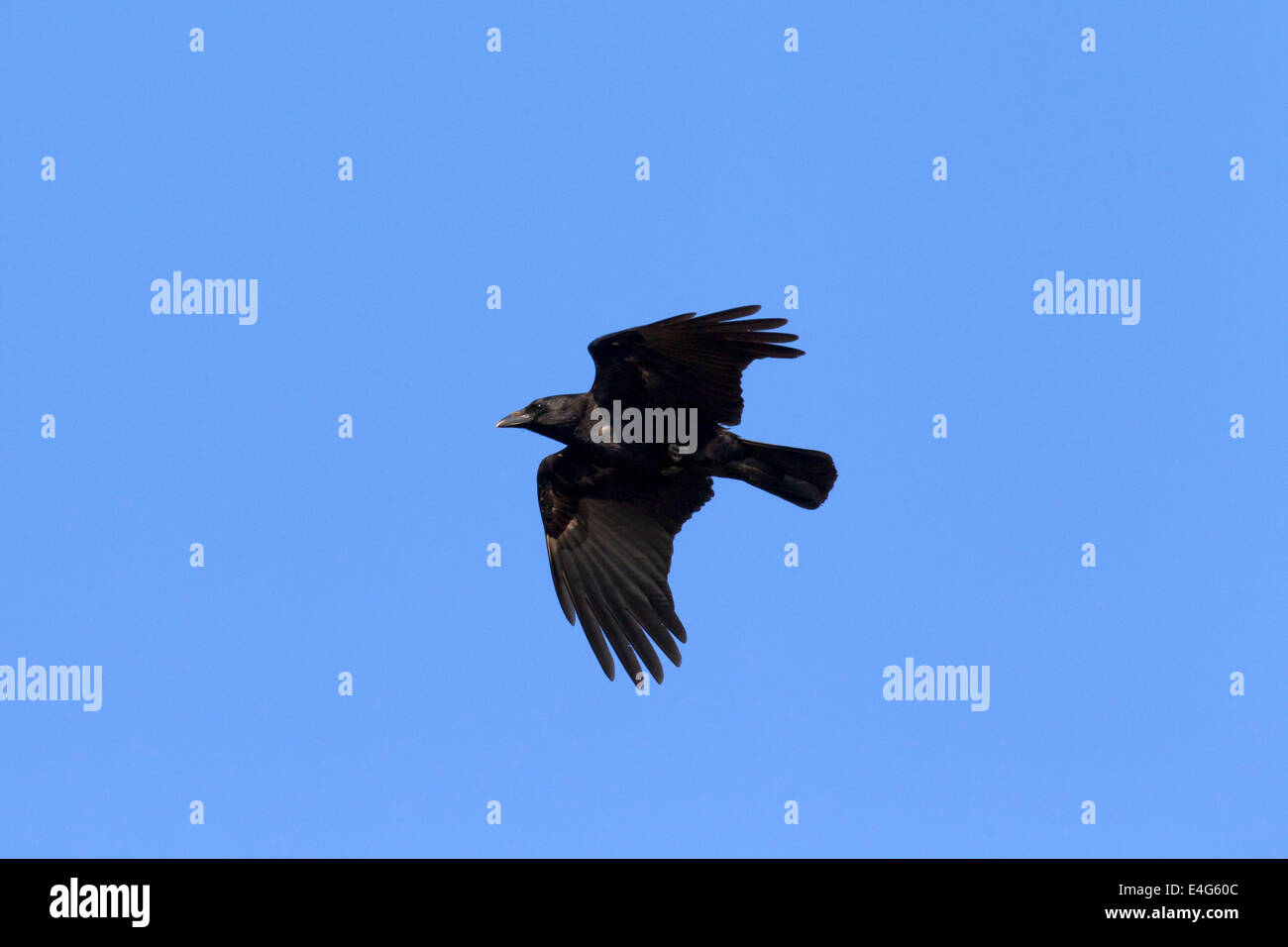 Carrion crow (Corvus corone) in volo Foto Stock