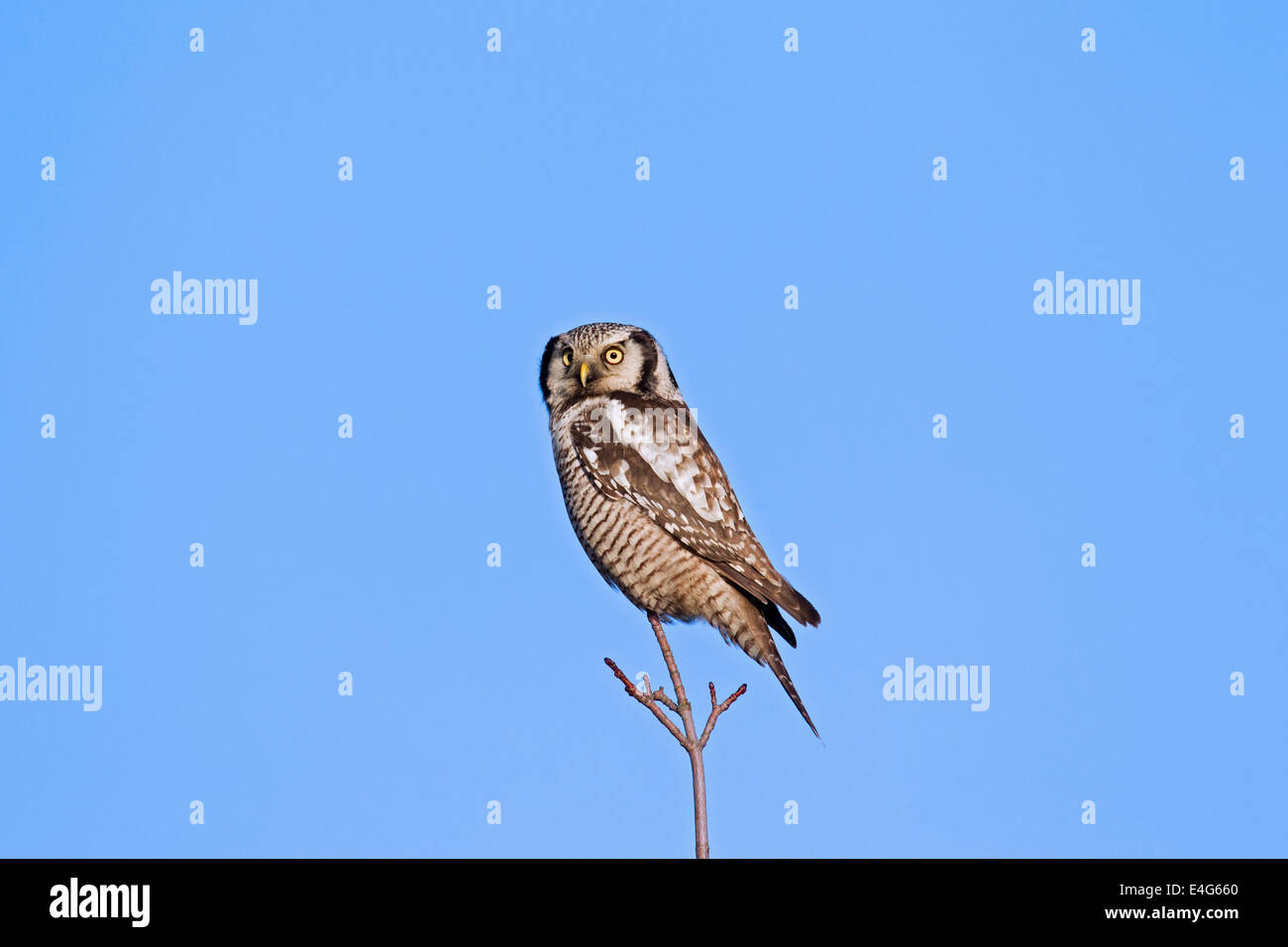 Northern hawk-civetta (surnia ulula) arroccato nella struttura ad albero Foto Stock