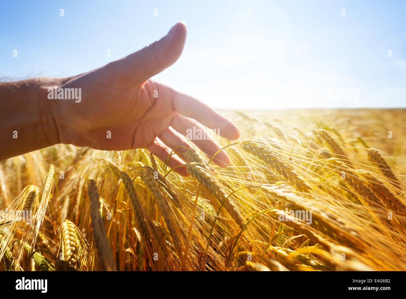 Toccando a mano spighe di grano in un campo oro Foto Stock