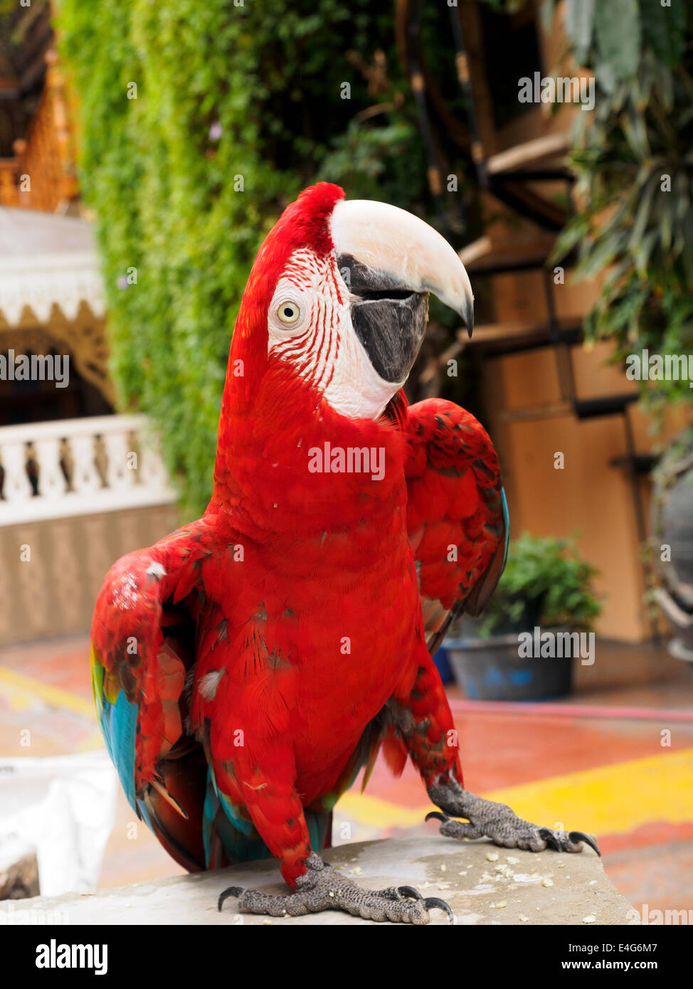 Scarlet Macaw, Ara macao in Espana hotel - Lima, Perù Foto Stock