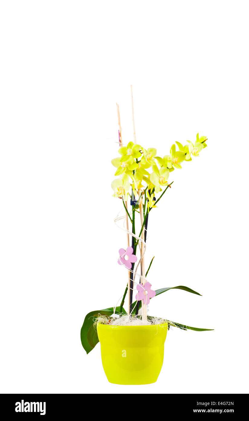 Orchidea Gialla in un vaso da fiori isolati su bianco Foto Stock