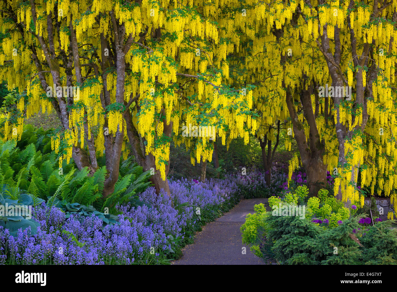 Il Maggiociondolo (catena d'Oro) alberi, alliums viola e Blue Bells in fiore a VanDusen Botanical Garden, Vancouver, British Columbia, Foto Stock