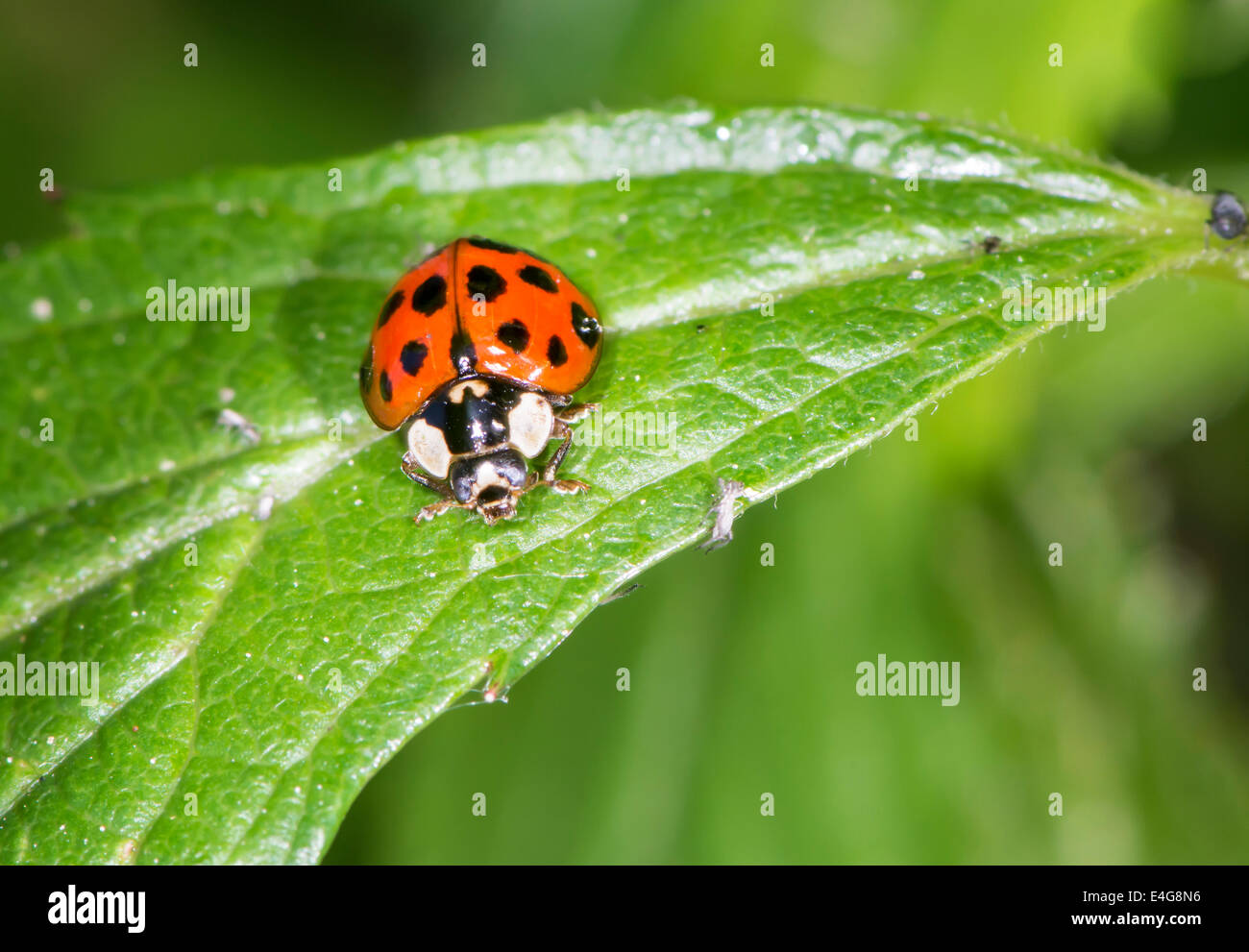 Ladybug seduto su una foglia verde Foto Stock