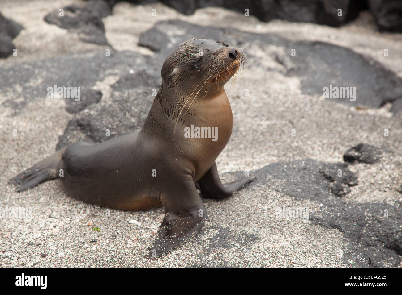 I leoni di mare delle isole Galapagos Foto Stock