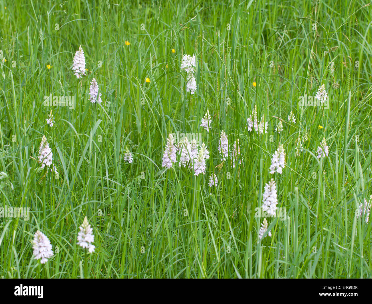 Un gruppo di comune spotted orchid ( Dactylorhiza fuchsii ) in erba lunga di legno in Brampton Foto Stock